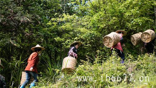 7年前的老白茶为何只卖350元