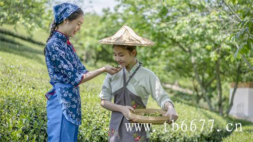 白毫银针白牡丹只能喝散茶