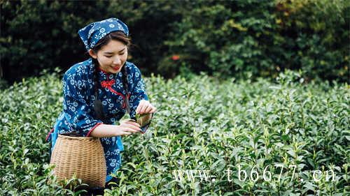 贡眉茶的价格决定因素