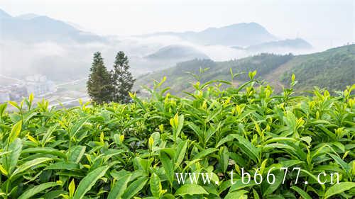 普洱茶与绿茶有什么区别