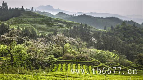 武夷岩茶信阳毛尖蒙顶茶