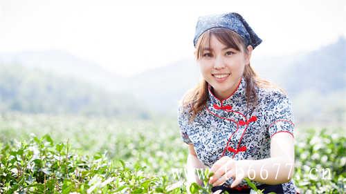 白茶白牡丹六年