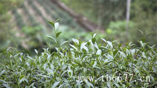 散茶和饼茶哪个好