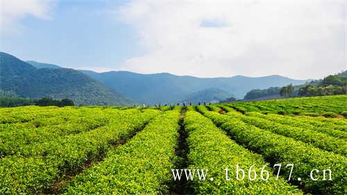 茶饮料中为何加碳酸氢钠