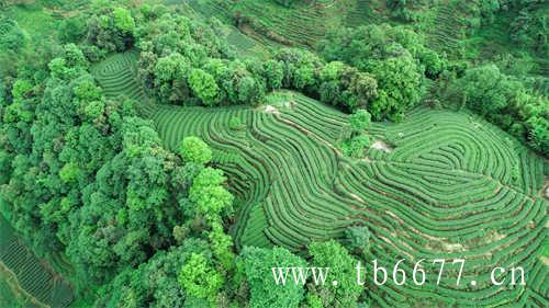 福鼎5个重点茶区你知道几个