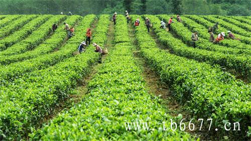 喝乌龙茶有哪些技巧