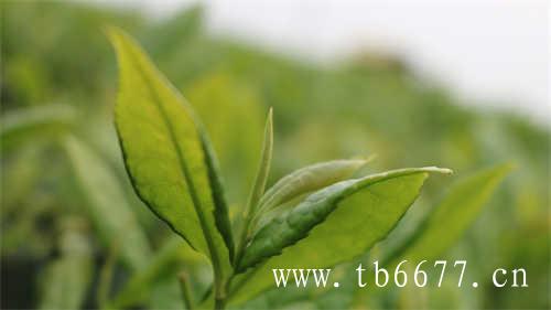 lupicia的白桃乌龙茶
