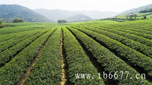 乌龙茶的产地有哪些