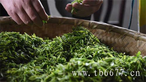 福建白茶是发酵茶