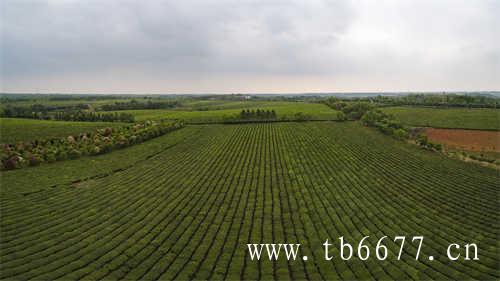 中国最大的茶叶批发市场在哪里