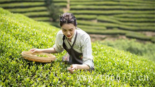 你知道哪些关于茶的小技巧