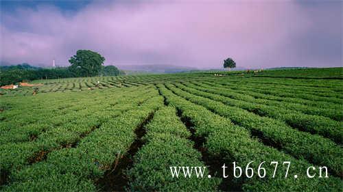 影响福鼎老白茶价格的因素有哪些