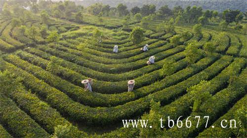 chali茶园基地推荐普洱茶