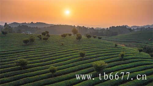 2021年福鼎市白茶产量3.4万吨