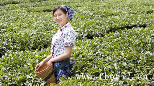小今今天普洱茶的市场产量是多大
