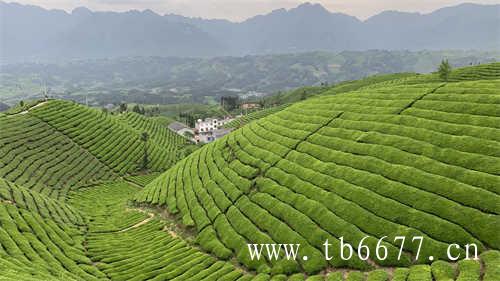 福鼎白茶生产日期2014年的