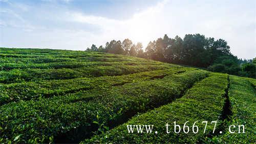 白茶的发源地是福建省福鼎市