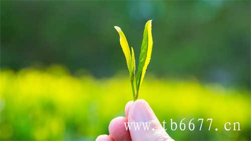 日本对台湾传统茶叶产业大幅改造