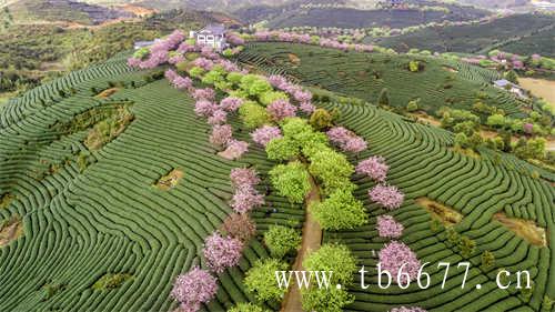 百利甜乌龙茶