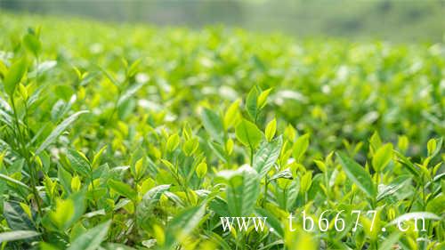 乌龙茶是绿茶的一种吗