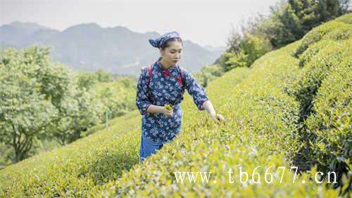 3年一级白牡丹茶价格是多少