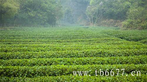 亲家打破传统茶叶市场乱象