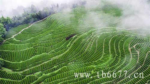 贡眉茶的价格决定因素