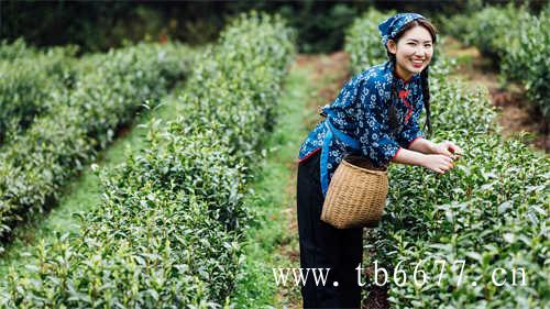 中国六大茶类的产区分布