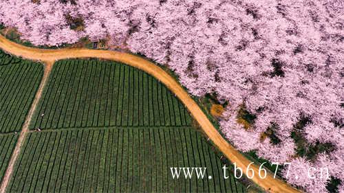 春寿眉散茶产量一年比一年低