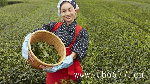 白牡丹茶是中国的历史名茶