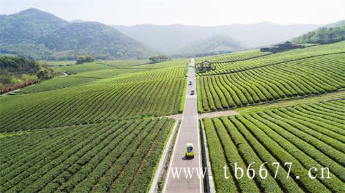 福鼎白茶老茶饼高山白茶