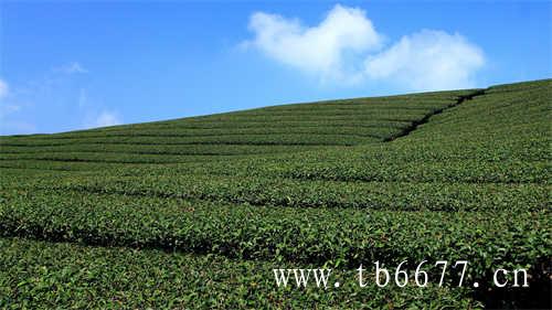 福建省茶业公司排名