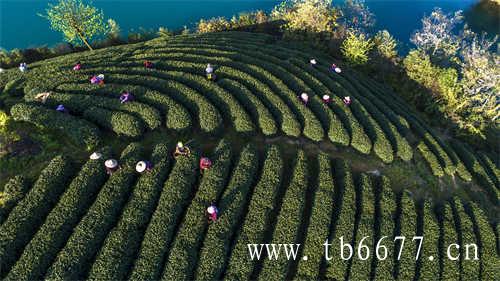 陈茶饼和新茶饼哪个好