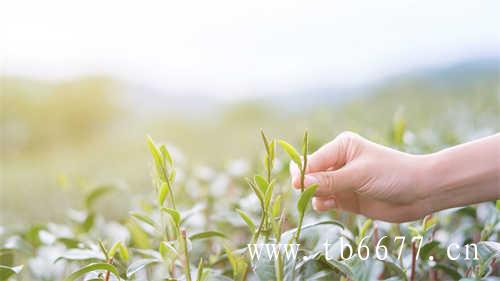 六大茶类为中心的栽培区域