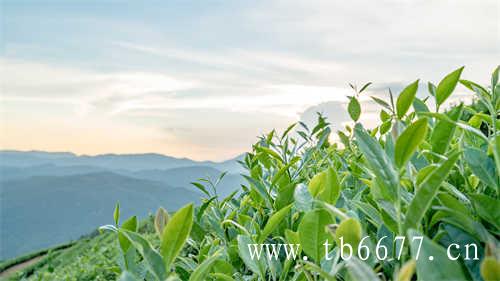 六大茶类为中心的栽培区域