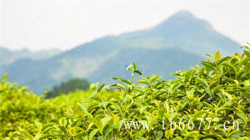 福鼎老寿眉茶饼