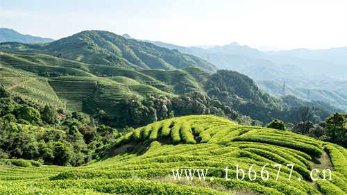 水仙是乌龙茶还是岩茶