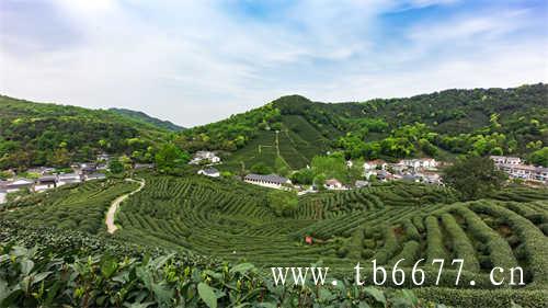 冷水煮茶和热水煮茶哪个更好喝