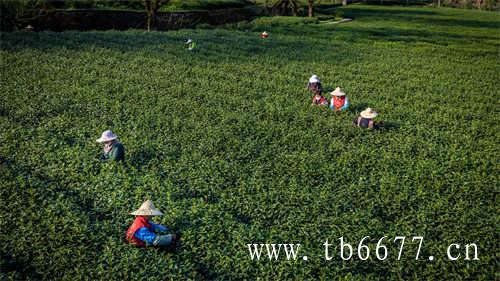 福鼎白茶属于什么茶保质期多久