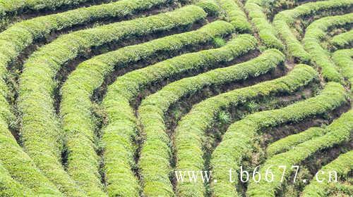 福建白牡丹白茶白茶饼价格