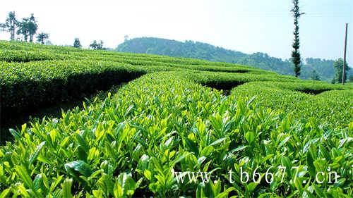 台湾乌龙茶有哪些代表名茶