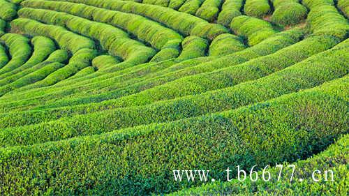 白茶行业发展机会及对策