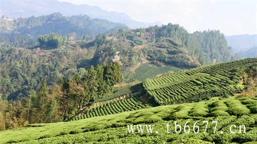 燃茶东方树叶乌龙茶茶里王