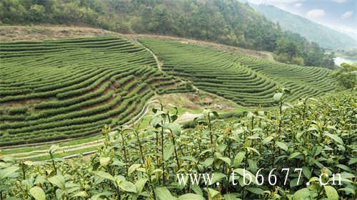 乌龙茶和桃子的搭配你知道吗