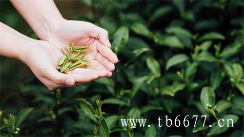 大红袍是茶树名还是茶叶产品