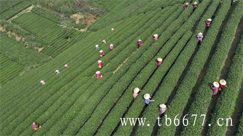 福鼎大白茶白牡丹茶保质期