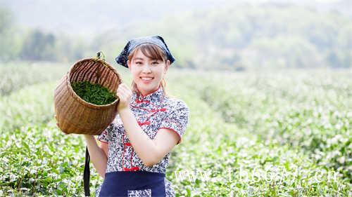 正宗的台湾炭焙乌龙茶