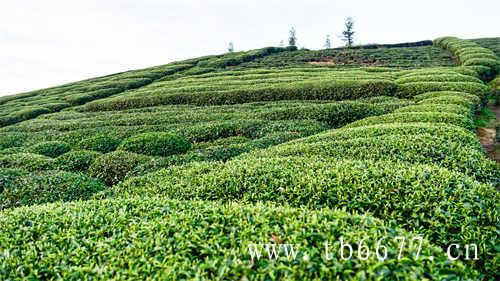 印度红茶的等级划分