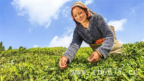 两岸茶王赛征集茶样启动