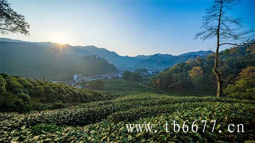 福建白茶的历史历史历史